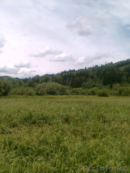 казахстан куплю мёд.