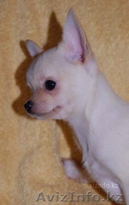   Продаётся    Чихуахуа курносый кремовый мальчик - Изображение #1, Объявление #2607