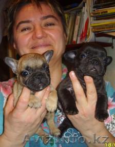 Щенки Французского бульдога - Изображение #1, Объявление #5521