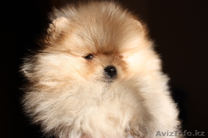 Щенок померанского шпица - Изображение #1, Объявление #18358