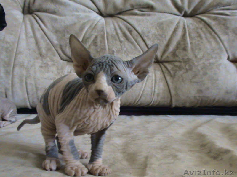Канадские сфинксята! - Изображение #1, Объявление #31965
