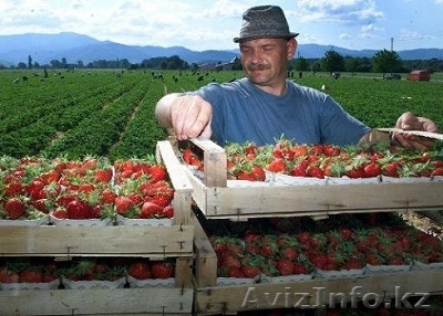 Клубника свежая из Польши - Изображение #1, Объявление #37448