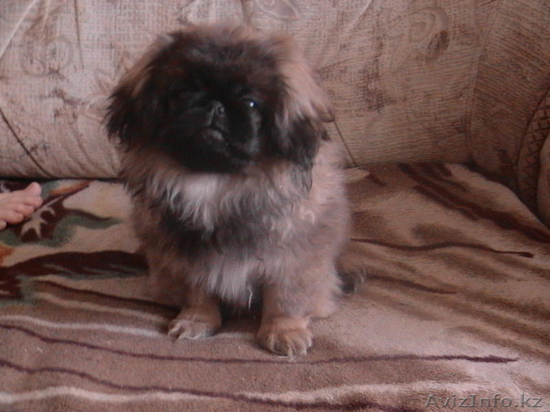 Продам пекинесов - Изображение #1, Объявление #56095