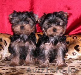 2 йоркширских щенков для продажи - Изображение #1, Объявление #65757