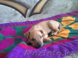 продам американского стаффордширского терьера  - Изображение #1, Объявление #77021