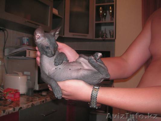 Донской сфинксhttp://astana.avizinfo.kz/ru-i-add-i-category-i-vsjakaja-vsjachina - Изображение #1, Объявление #93877