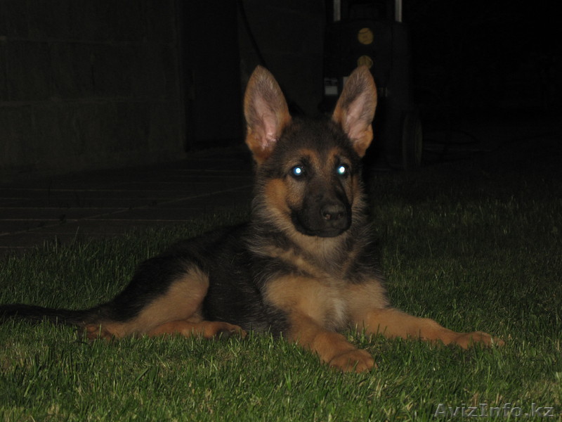 продам благороднейших щенков немецкой овчарки - Изображение #1, Объявление #94661