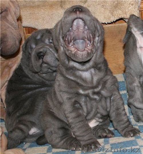 продам щенят шар-пея - Изображение #1, Объявление #125321