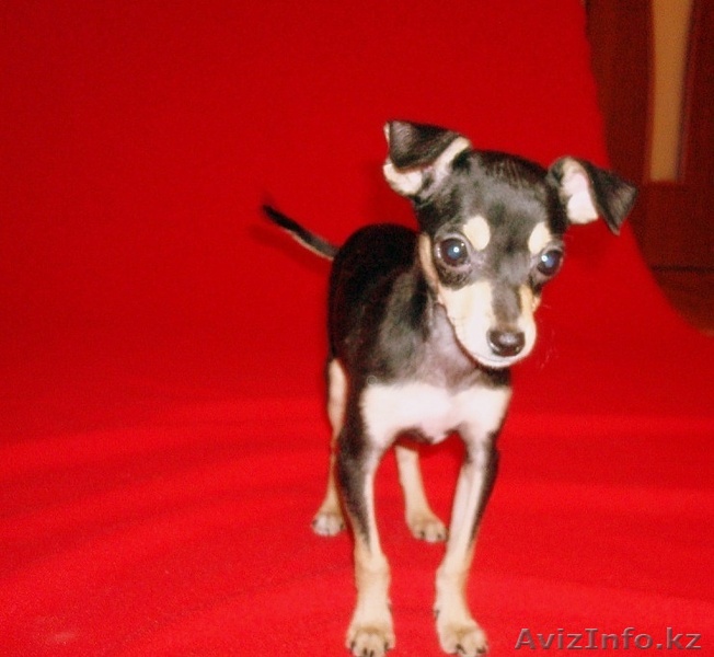 Продам  щенка чихуа хуа - Изображение #1, Объявление #155078