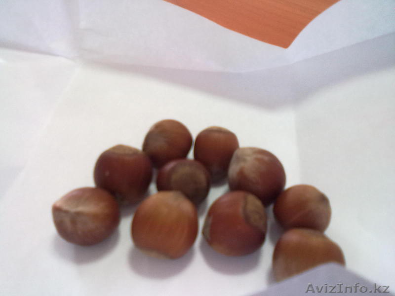 Продам фундук неочищенный в мешках в наличии есть 10 тонн = 4,99 $               - Изображение #1, Объявление #154338