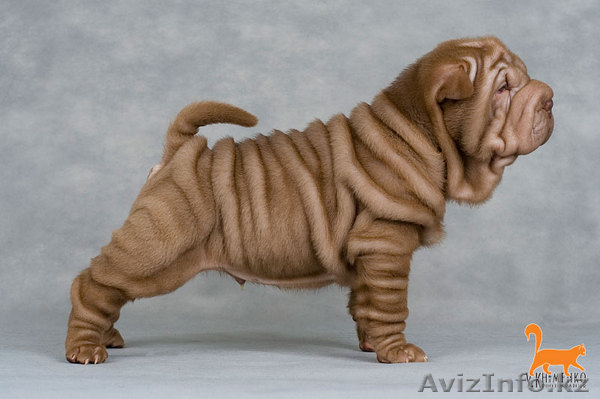 отличный шенок шар-пей - Изображение #1, Объявление #158045