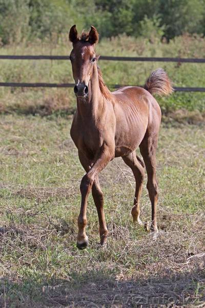 Продается жеребчик чистокровной арабская породы - Изображение #1, Объявление #177168