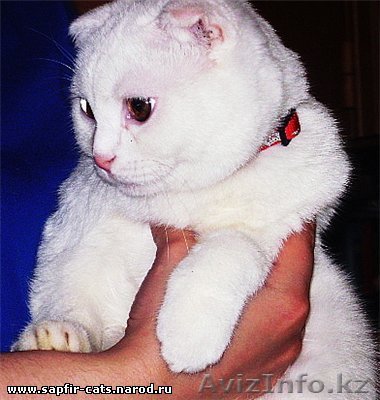 короткошерсткий  шотландский вислоухий - Изображение #1, Объявление #164003