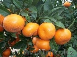 Мандарины из Испании - Изображение #1, Объявление #163709