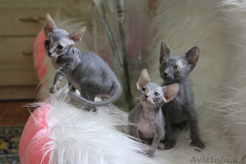 Продам Котят Днского Сфинкса. - Изображение #1, Объявление #189025