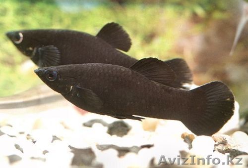 Продам рыбок молинезии - Изображение #1, Объявление #209440