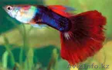 Аквариумы и аквариумные рыбки в Астане - Изображение #1, Объявление #232607