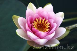 Студия йоги «Лотос» - Изображение #1, Объявление #266152