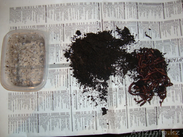 Оптом червяк для летней рыбалки - Изображение #1, Объявление #269030