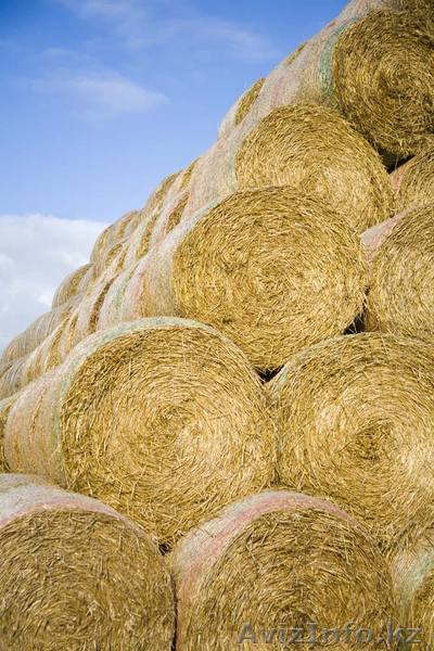 Продается сено, кормовая травосмесь - Изображение #1, Объявление #304351