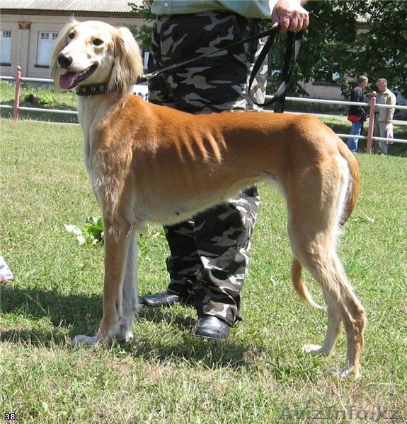 Продажа собак породы КАЗАХСКАЯ ТАЗЫ - Изображение #1, Объявление #327567