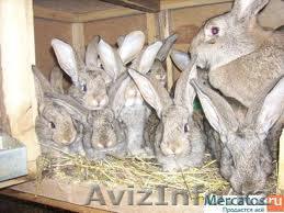 кролики(великаны) - Изображение #1, Объявление #335112