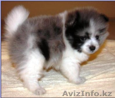 я теперь доступны четыре великолепные щенки померанский  - Изображение #1, Объявление #356435