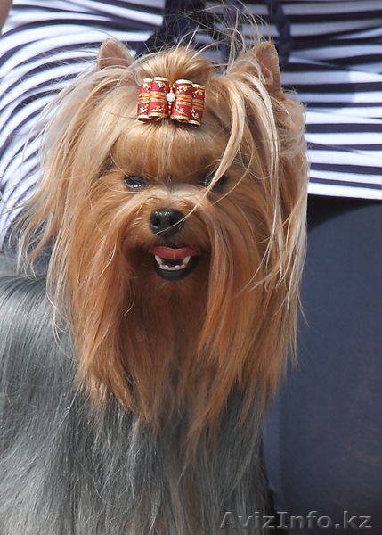 Щенок йорка, девочка, 5 мес - Изображение #1, Объявление #368381