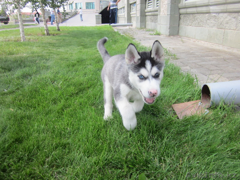 продам щенка Хаски - Изображение #1, Объявление #364052