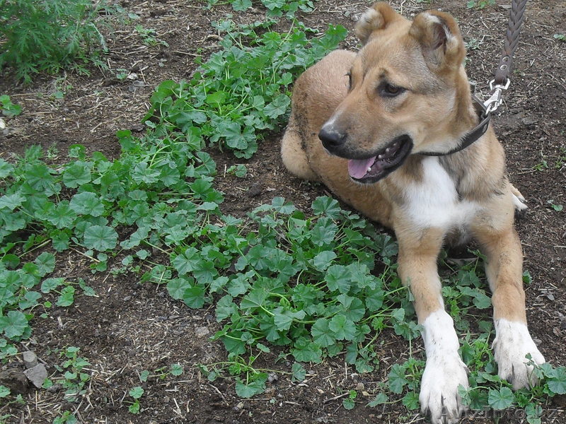 продам щенка туркменского алабая - Изображение #1, Объявление #349295