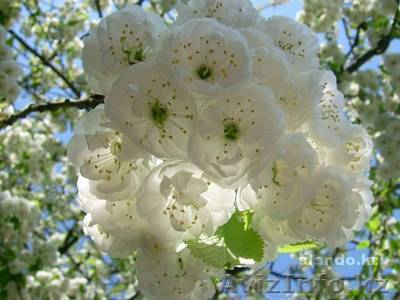 Женский психолог - Изображение #1, Объявление #412059