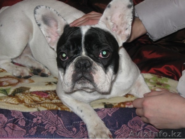 Продается собака - Изображение #1, Объявление #438026