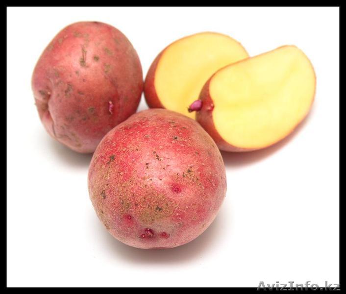 Продам картофель "Розара" оптом - Изображение #1, Объявление #442705