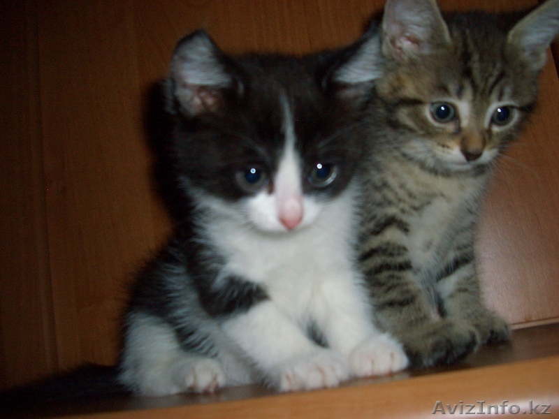 Котята,Астана,отдам - Изображение #1, Объявление #456043