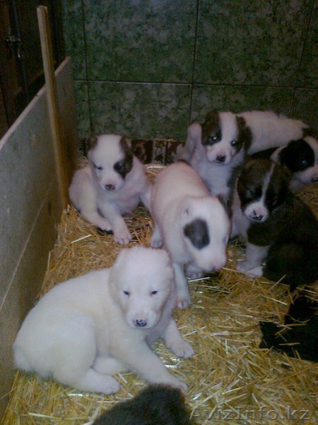 продаю щенков алабая - Изображение #1, Объявление #453136