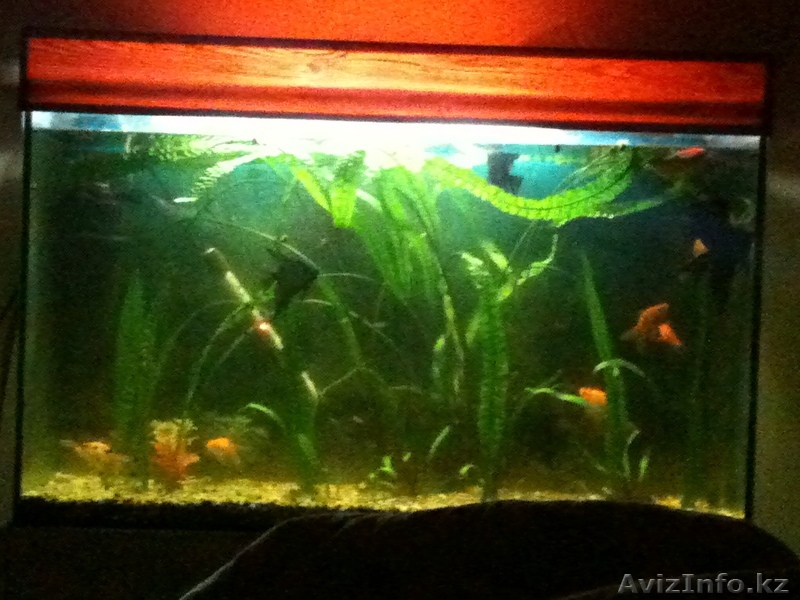 продам аквариум(+ аксессуары) - 240л цена 55000тг - Изображение #1, Объявление #437340