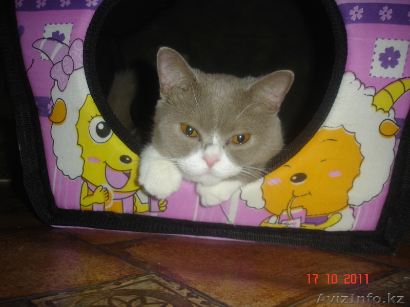 Кот короткашерстный британской породы - Изображение #1, Объявление #432684