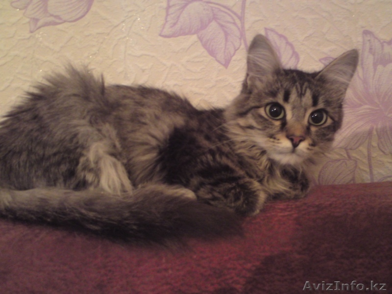 Отдам кошку в хорошие руки.. - Изображение #1, Объявление #481766