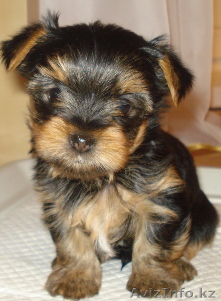 Продам щенка йоркширского терьера - Изображение #1, Объявление #459544