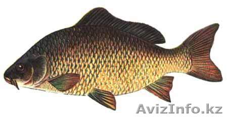 Рыба свежая, свежемороженая - Изображение #1, Объявление #517159