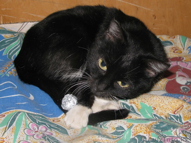 Отдам кошечку -5 месяцев . - Изображение #1, Объявление #527954