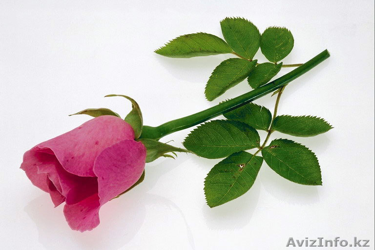 Ищу выскооплачиваемую работу. - Изображение #1, Объявление #576853