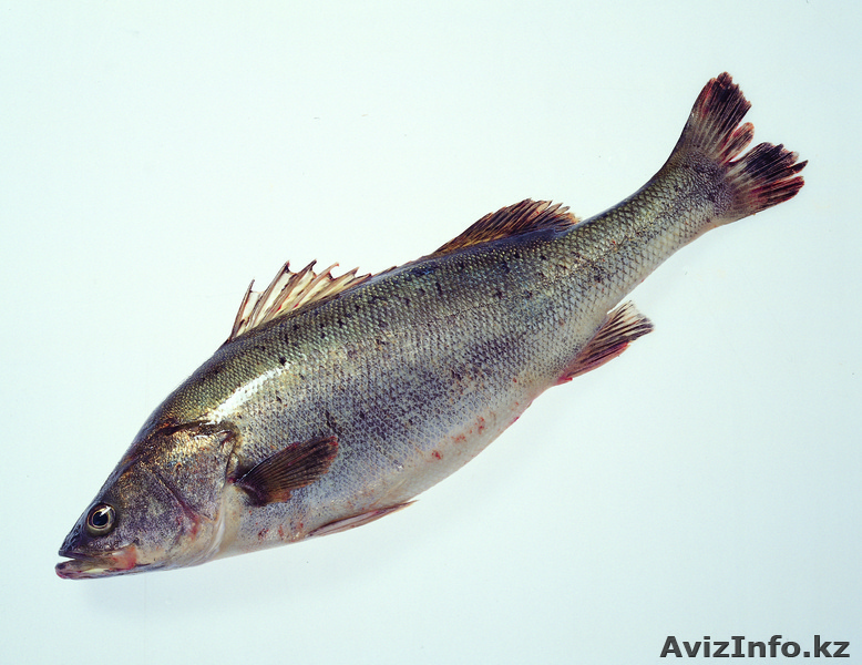 Замороженная рыба из озера Зайсан - Изображение #1, Объявление #561928