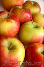 Прямые поставки яблок из Польши - Изображение #1, Объявление #600478