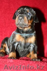 Щенки  добермана для Вас - Изображение #1, Объявление #627374