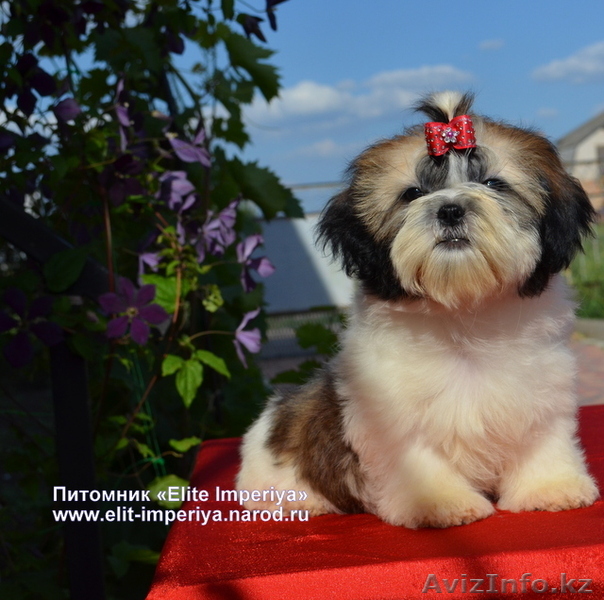 Щенки ши-тцу ярких окрасов от чемпиона. - Изображение #1, Объявление #689952