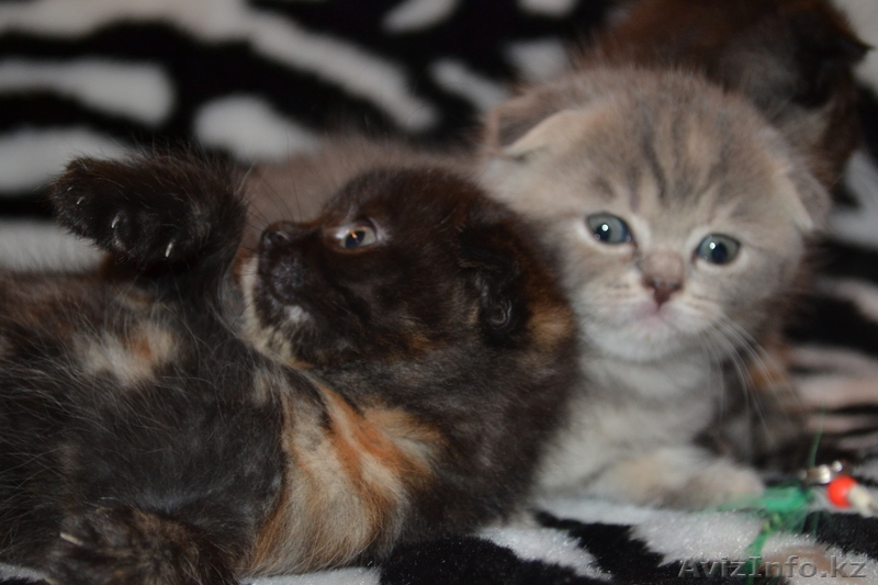 Скотиш-фолд(шотландская вислоухая) - Изображение #1, Объявление #733614