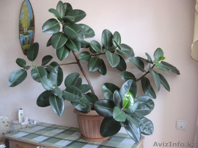 Фикус Фикус Фикус - Изображение #1, Объявление #741366