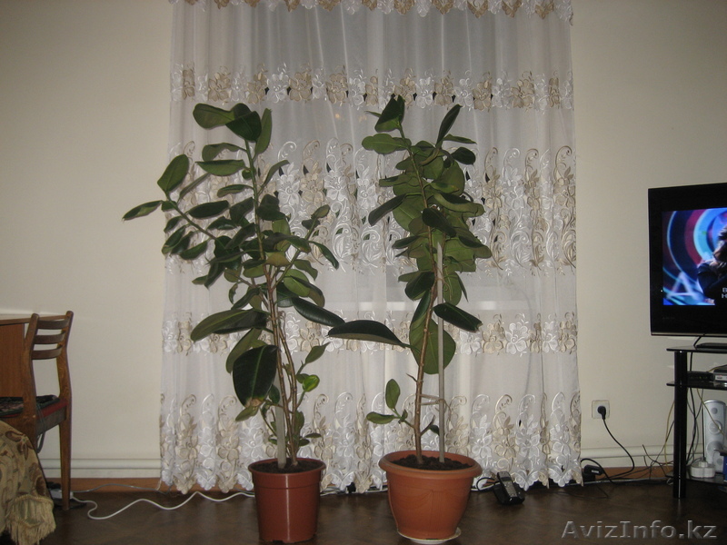 Продам фикусы не дорога - Изображение #1, Объявление #761775