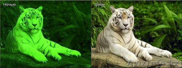 Фотография светящаяся в темноте. - Изображение #1, Объявление #754240